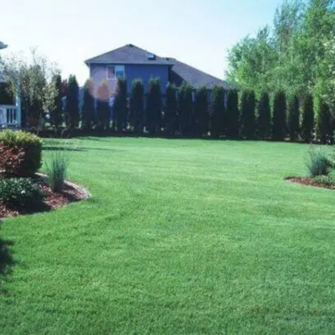 Quality Seeds Chewings Fescue