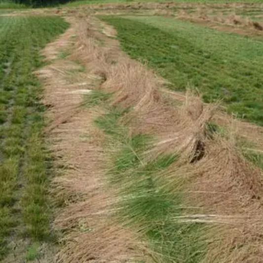 Quality Seeds Creeping Red Fescue