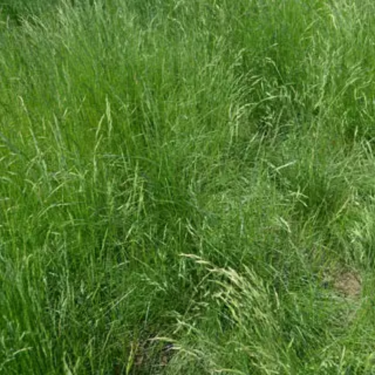 Quality Seeds Hard Fescue No.1