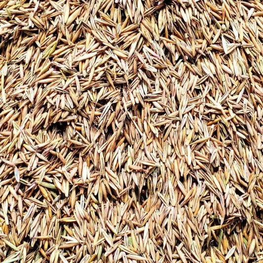 Quality Seeds Sheeps Fescue No.1