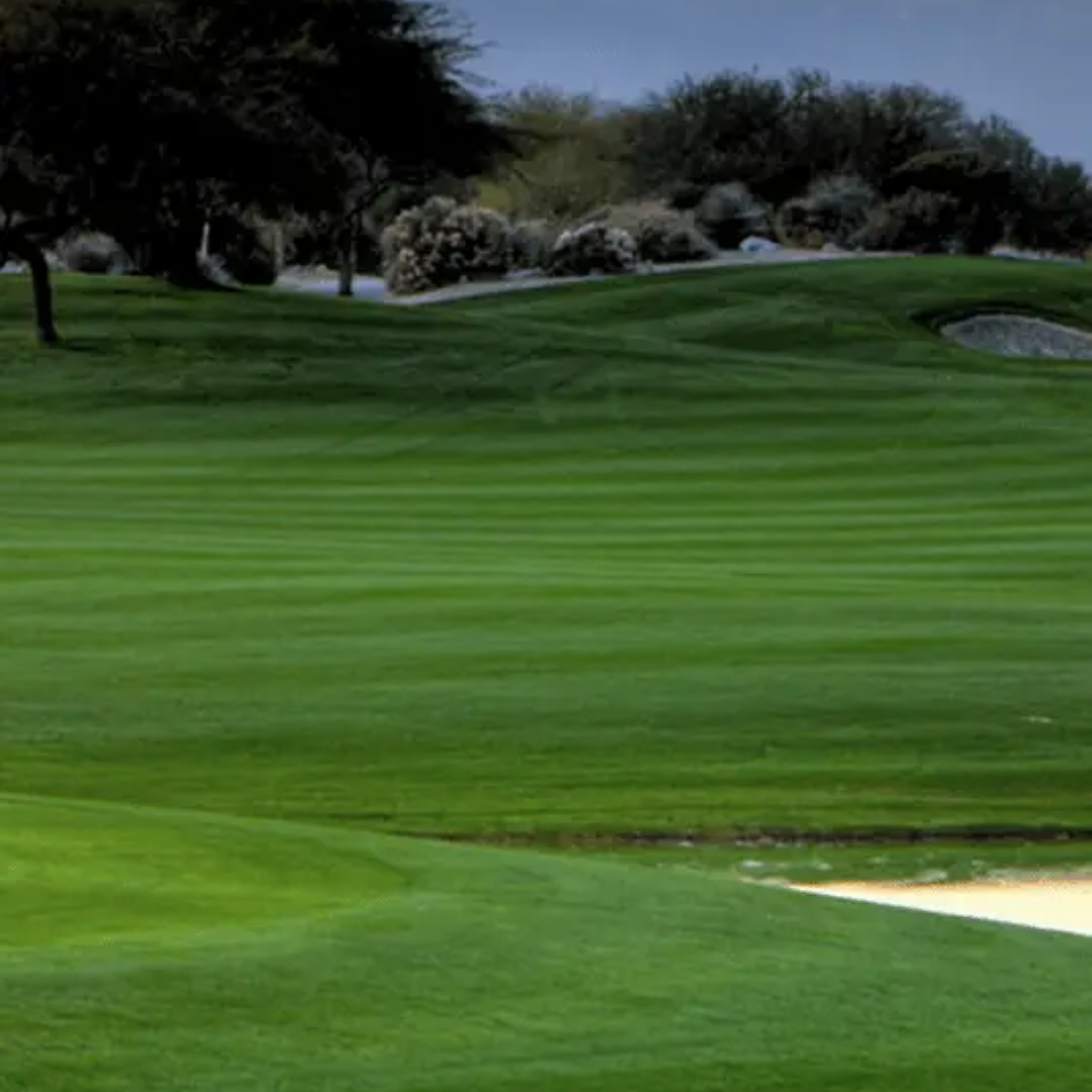 Quality Seeds Prinicpal II Perennial Ryegrass