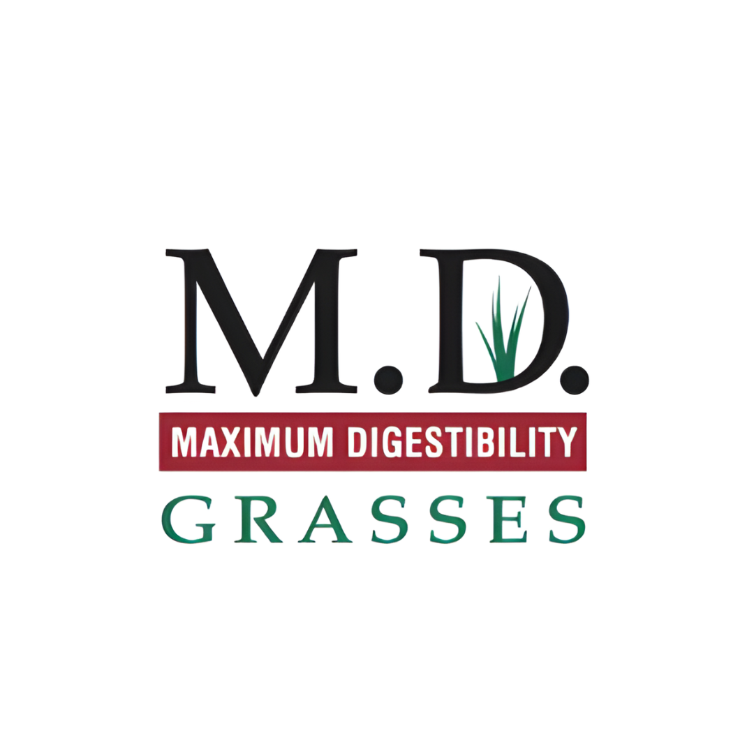 Quality Seeds Dauphine Tall Fescue