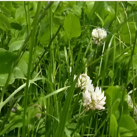 Quality Seeds Forage Grass Elunaria Annual Ryegrass