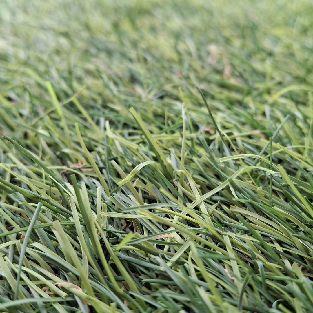 Quality Seeds Forage Grass Express Timothy