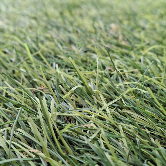 Quality Seeds Forage Grass Express Timothy