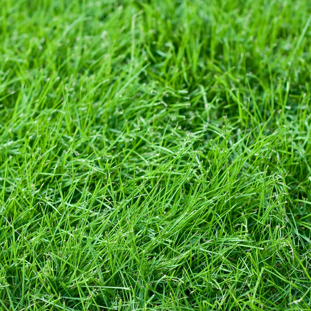 Quality Seeds Forage Grass Lofa Festulolium