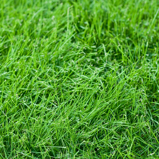 Quality Seeds Forage Grass Lofa Festulolium