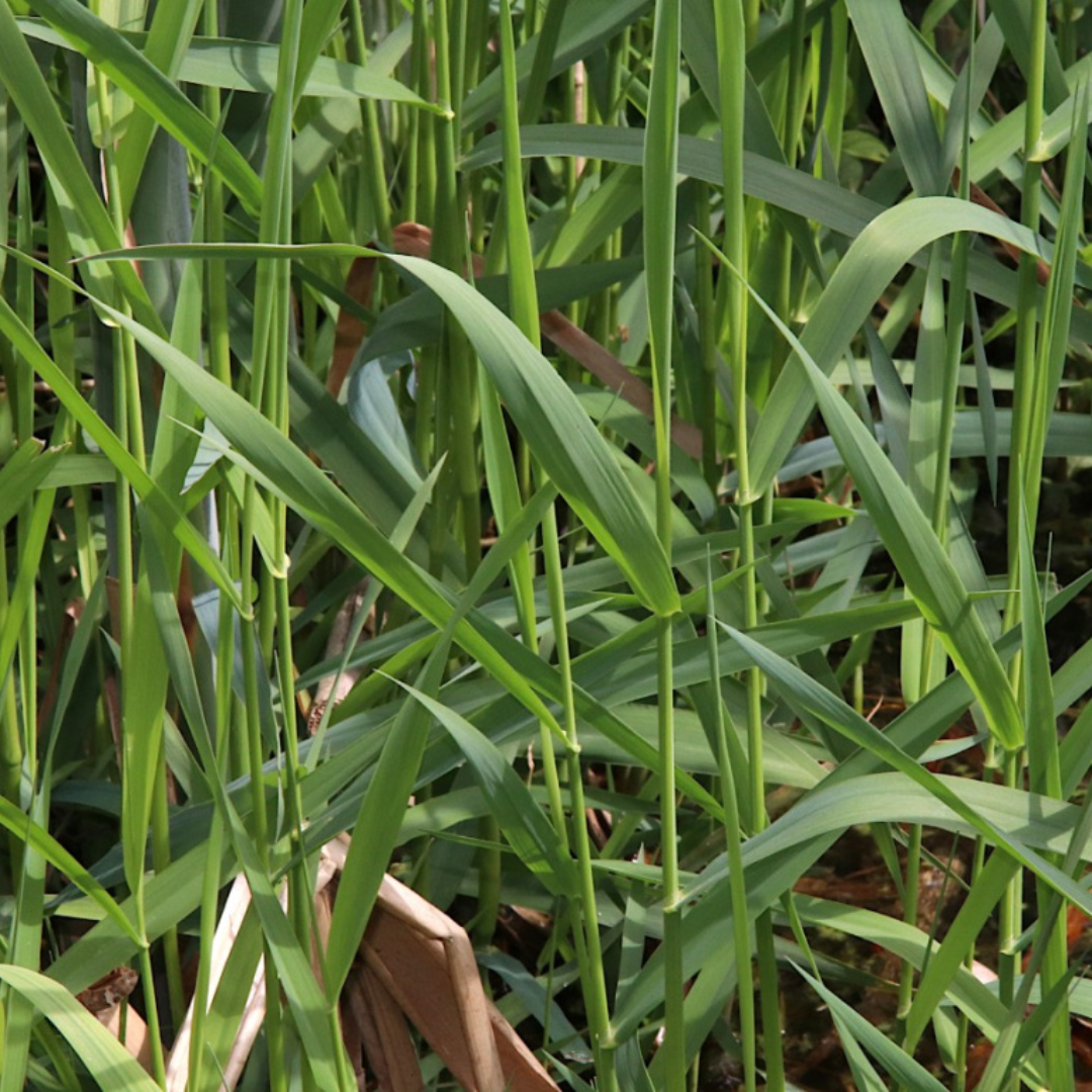 Quality Seeds Forage Grass Marathon Reed Canarygrass