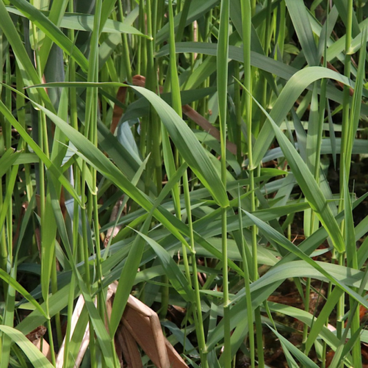 Quality Seeds Forage Grass Marathon Reed Canarygrass