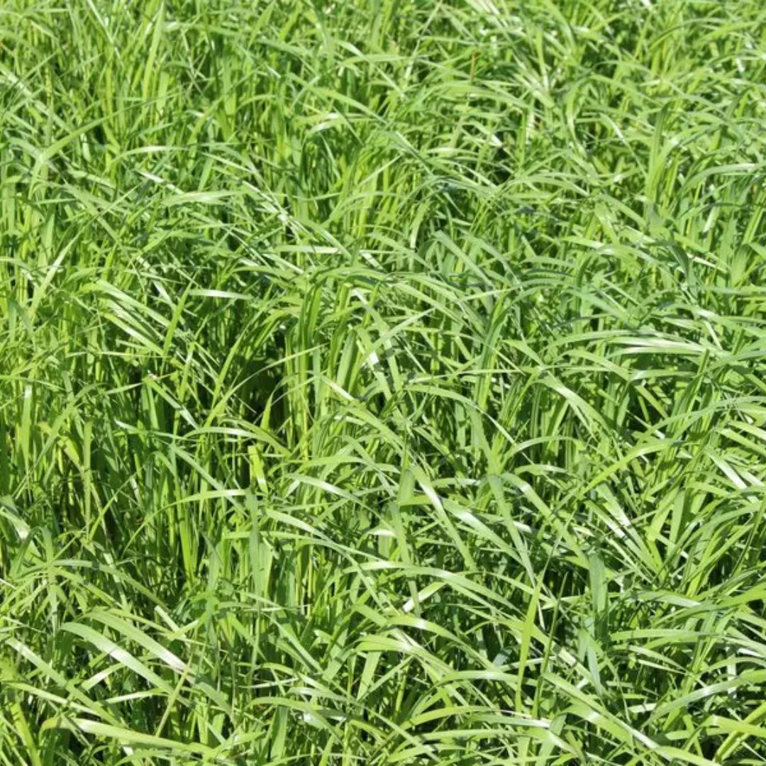 Quality Seeds Forage Grass Melquatro Italian Ryegrass