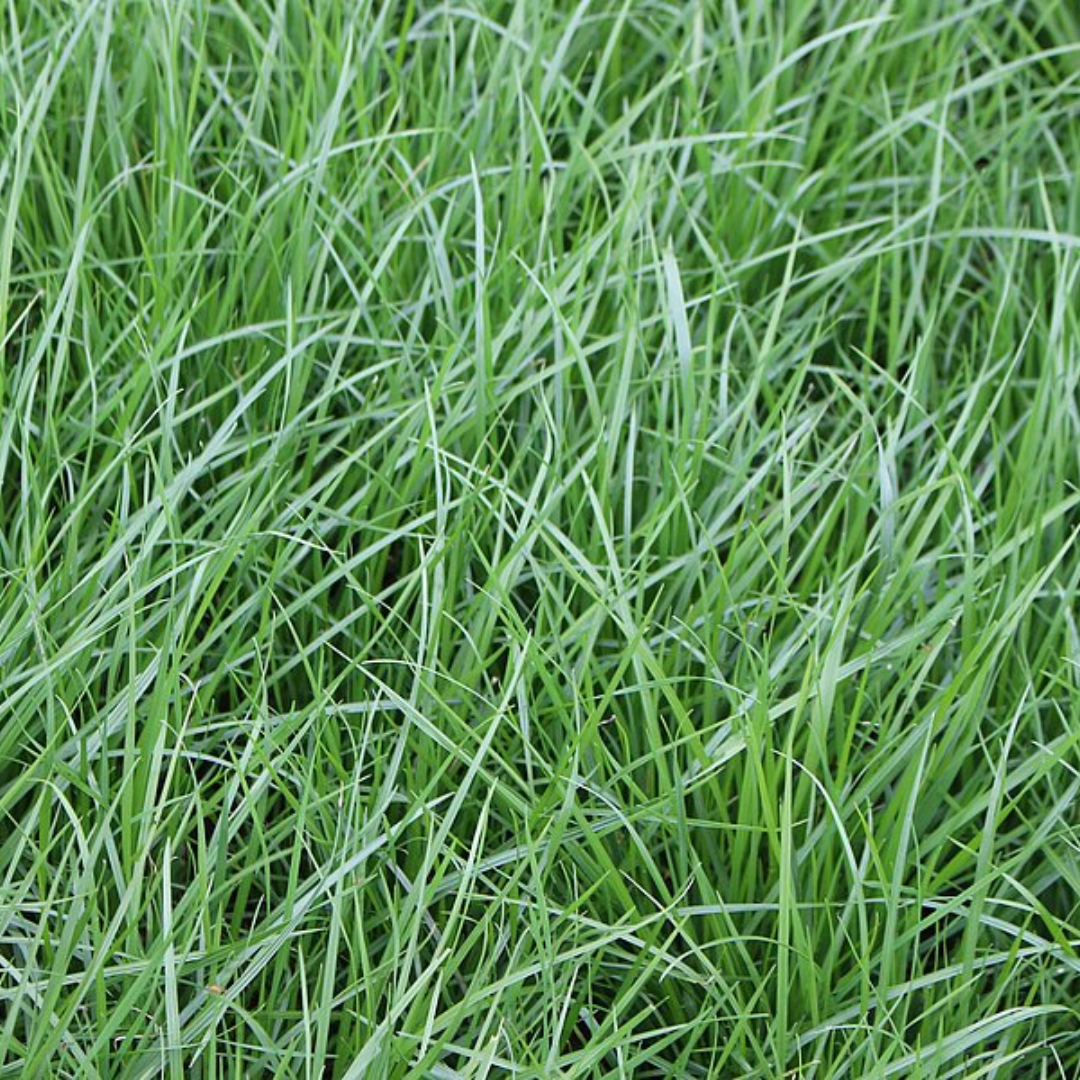Quality Seeds Forage Grass Soraya Perennial Ryegrass