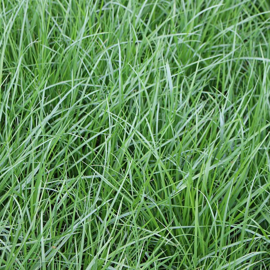Quality Seeds Forage Grass Soraya Perennial Ryegrass
