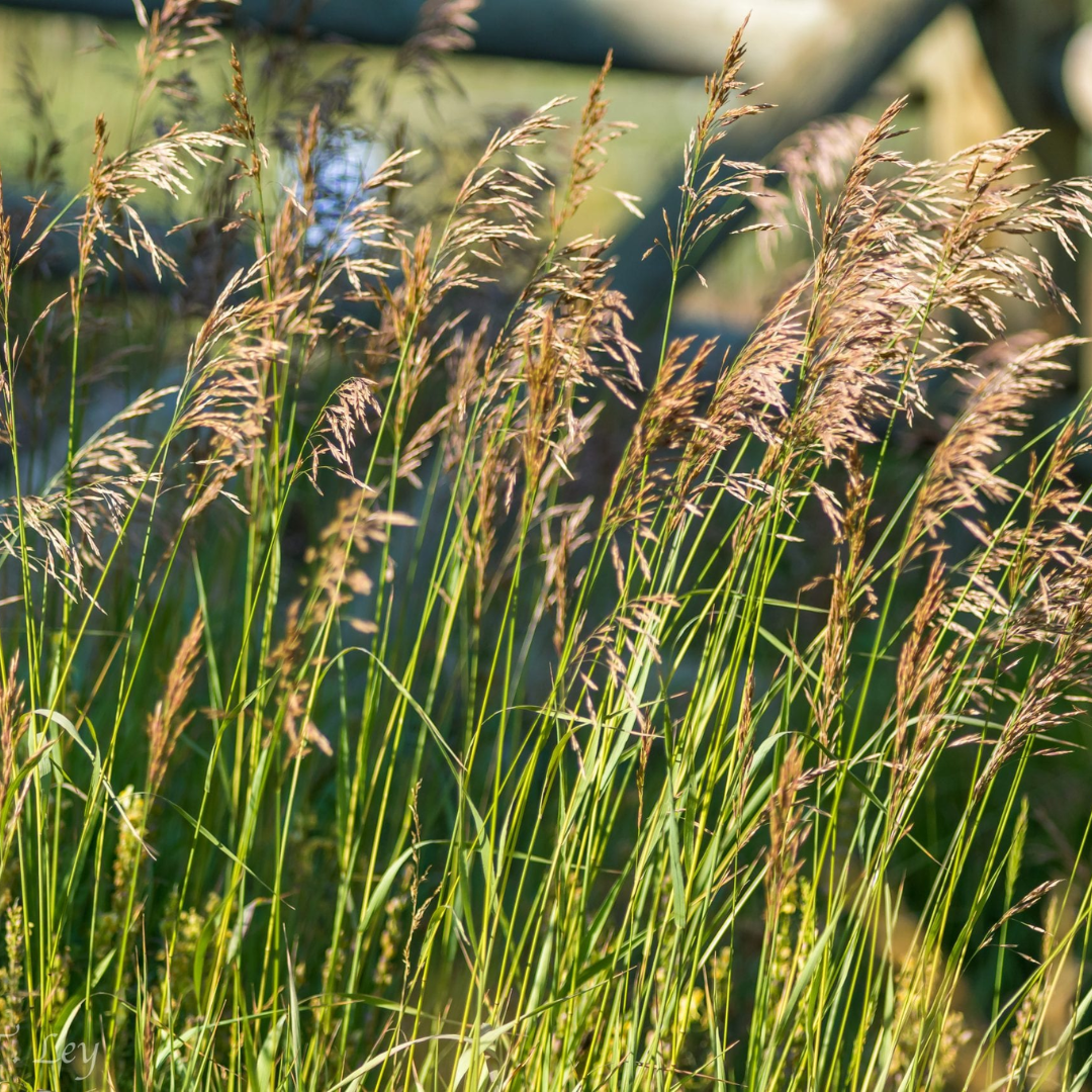 Quality Seeds Forage Grass Stratus Meadow Bromegrass
