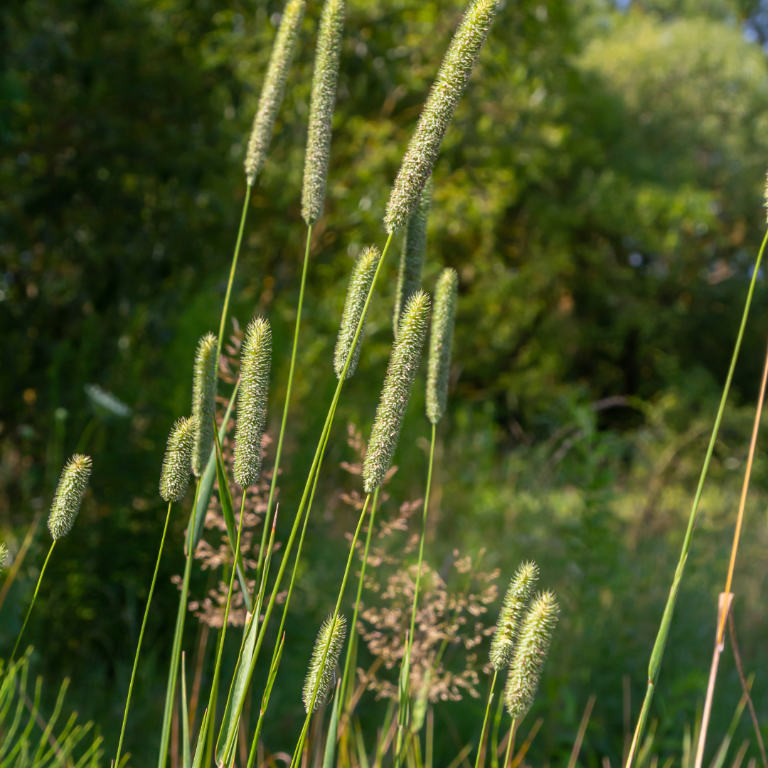 Quality Seeds Forage Grass Tuukka Timothy