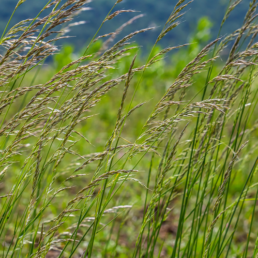Quality Seeds Forage Grass AAC Royal Smooth Bromegrass