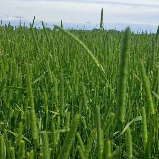 Quality Seeds Forage Grass Dawn Timothy