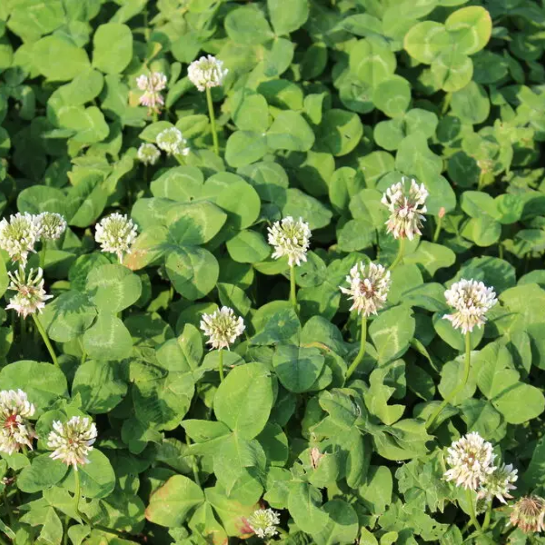 Quality Seeds Bombus Ladino Clover
