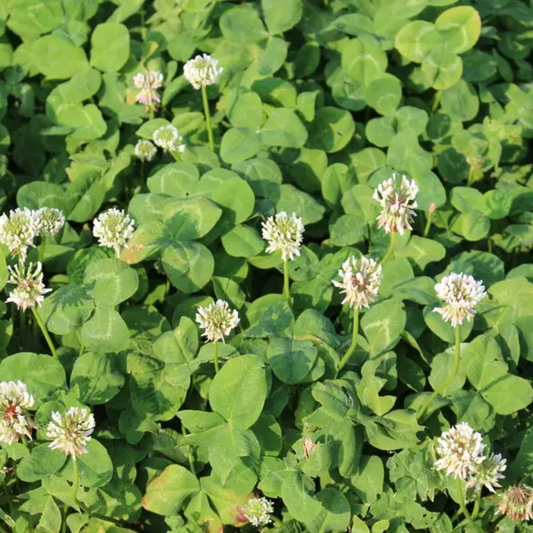 Quality Seeds Bombus Ladino Clover