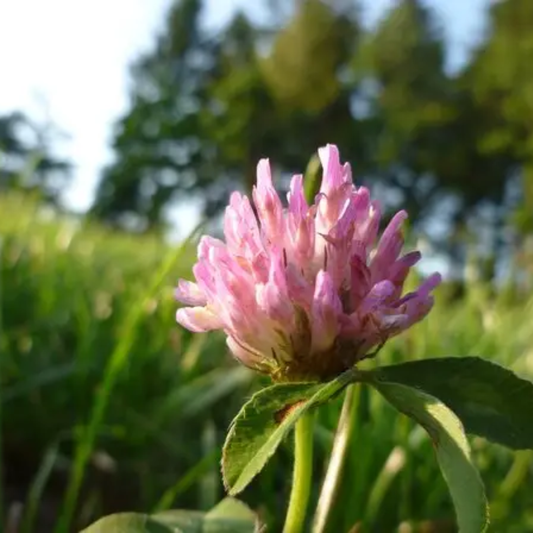 Quality Seeds Global Red Clover