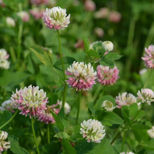Quality Seeds NO.1 Alsike Clover