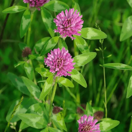 Quality Seeds NO.1 DC Red Clover