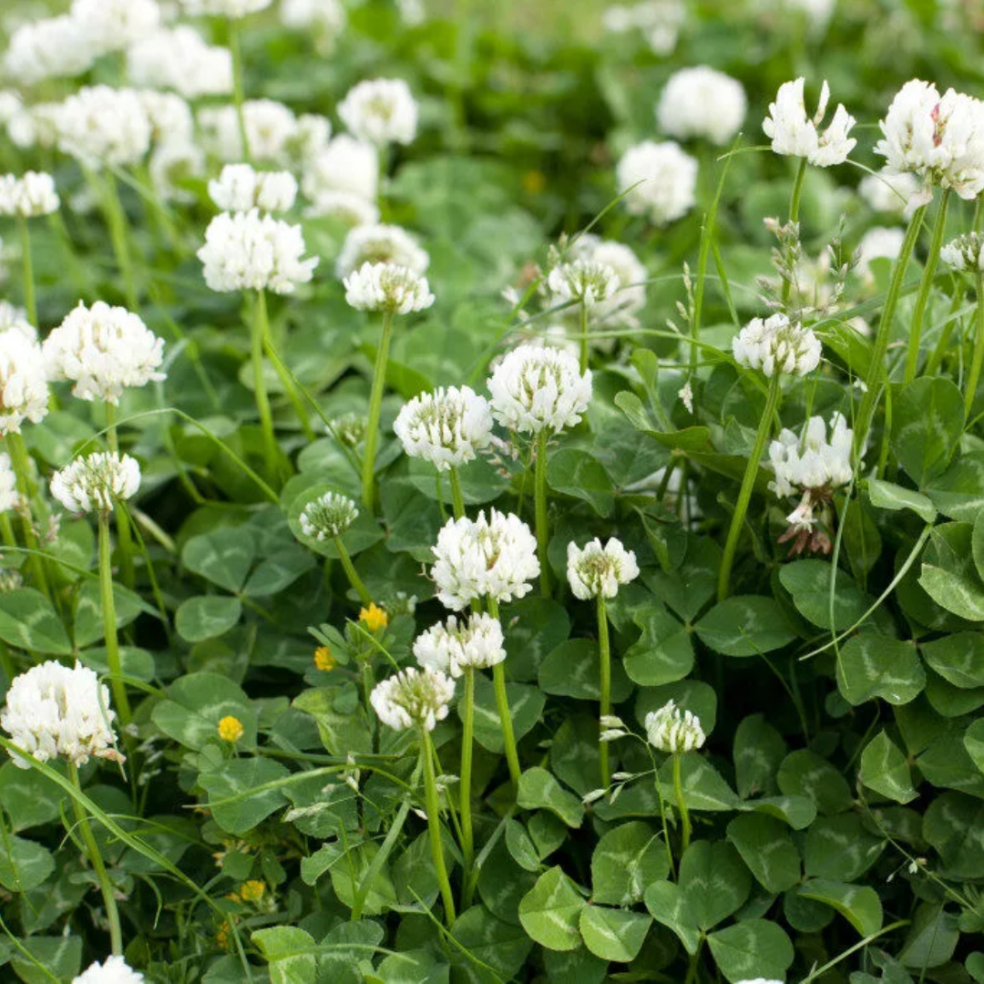 Quality Seeds NO.1 Ladino Clover