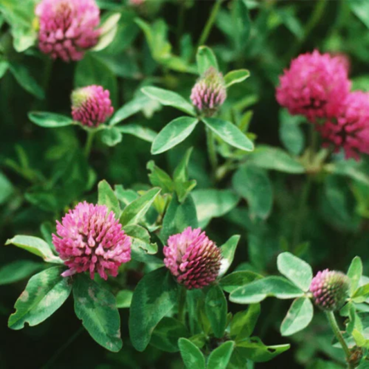 Quality Seeds NO.1 SC Red Clover