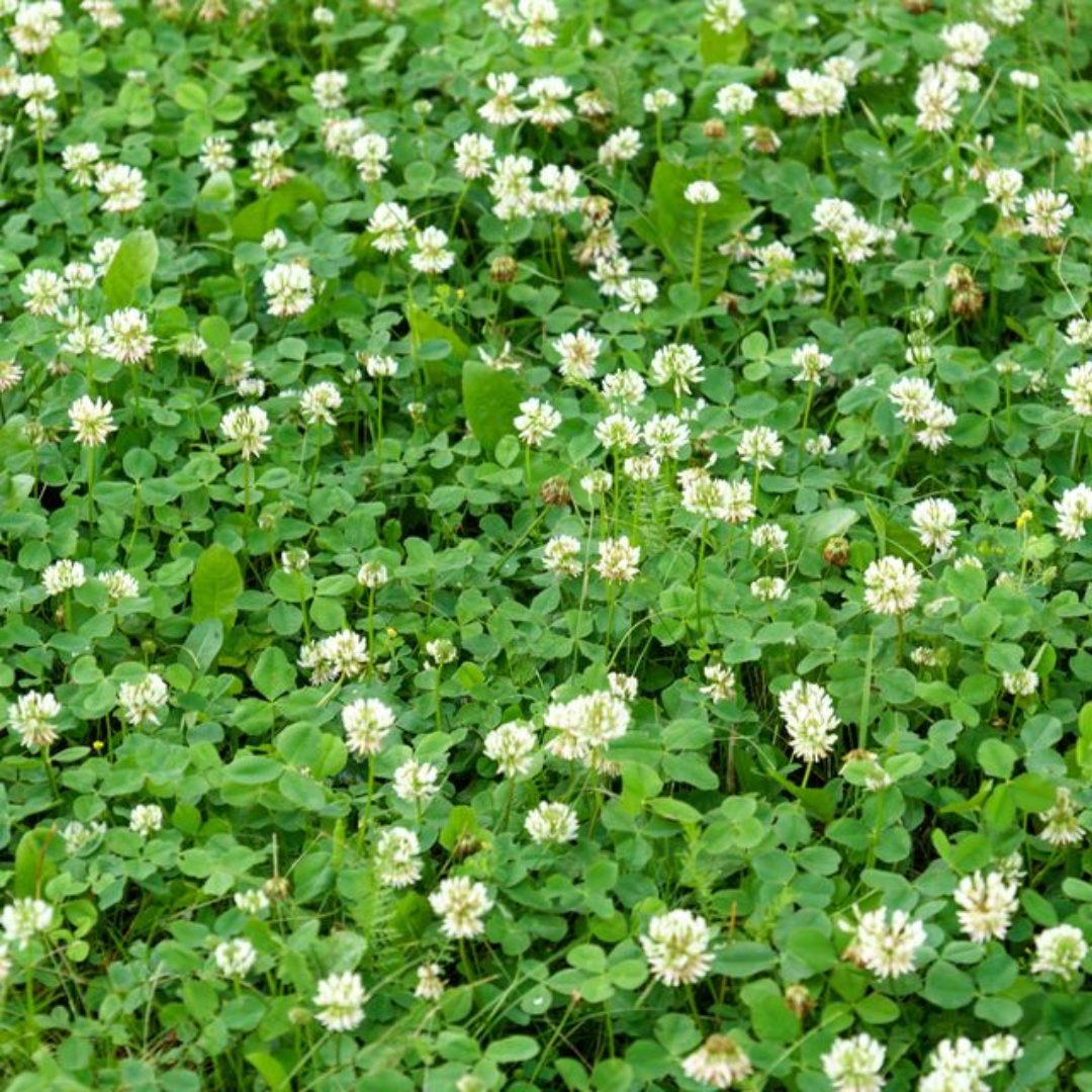 Quality Seeds NO.1 White Clover