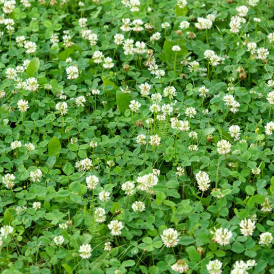 Quality Seeds NO.1 White Clover