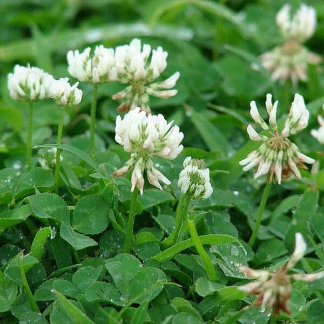 Quality Seeds NO.1 White Dutch Clover