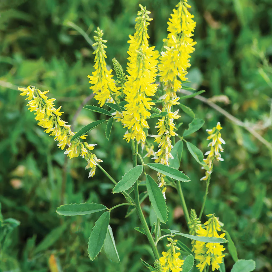 Quality Seeds NO.1 Yellow Blossom Clover