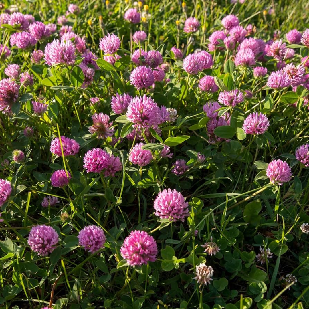 Quality Seeds Santa Fe Double Cut Red Clover