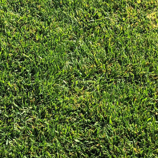DLF Seeds Tall Fescue Crossfire 4