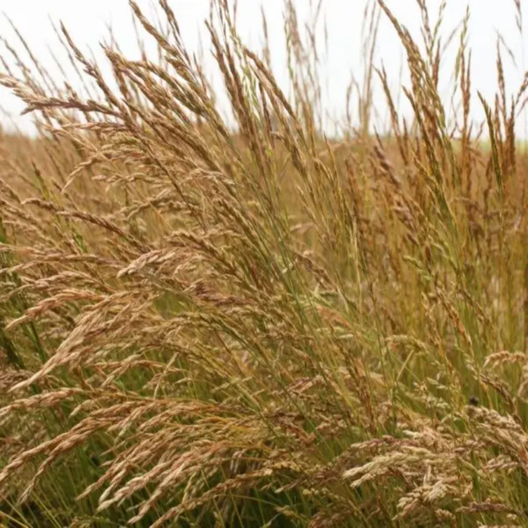 Quality Seeds Ryder Creeping Red Fescue