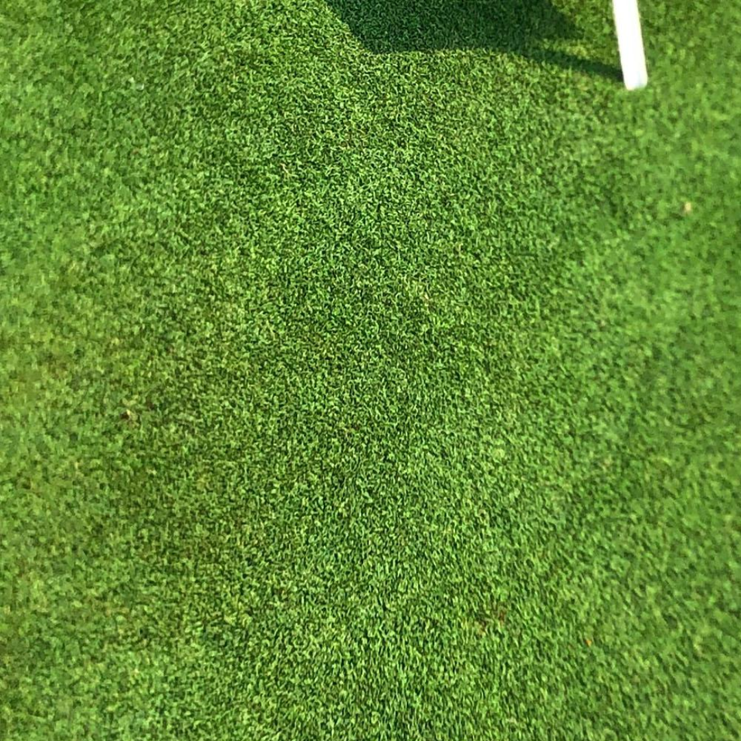 DLF Seeds Bentgrass Tillinghast