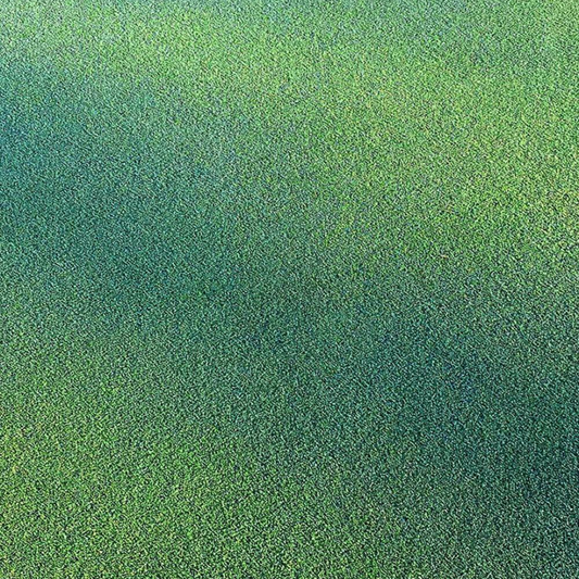DLF Seeds Bentgrass 777