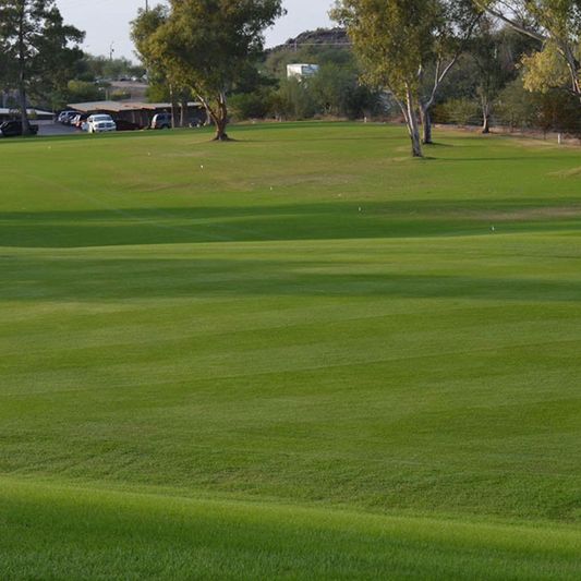 DLF Seeds Bentgrass Macdonald