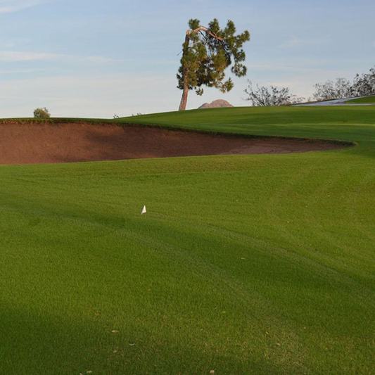 DLF Seeds Bentgrass MacKenzie